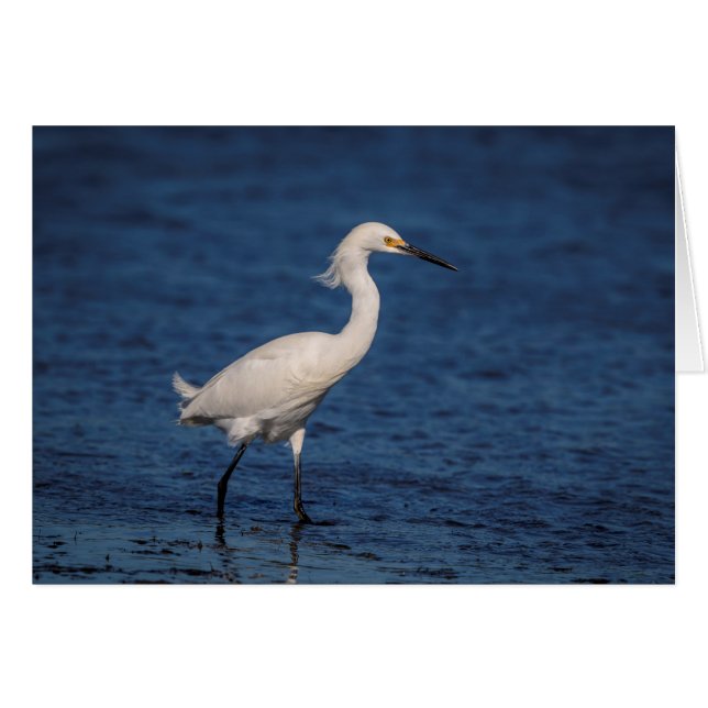 Snowy Egret on North Beach (Front Horizontal)