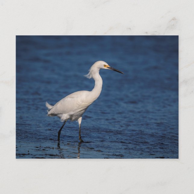 Snowy Egret on North Beach Postcard (Front)