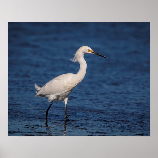 Snowy Egret on North Beach Poster (Front)