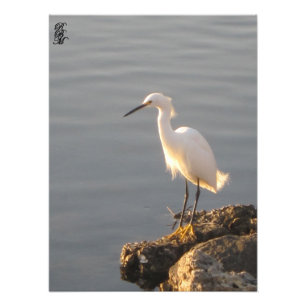 Snowy Egret on the Water Photo Print