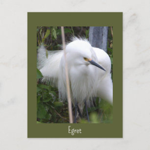 Snowy Egret Photo Postcard