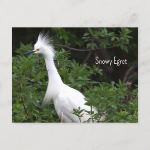 Snowy Egret Photo Postcard