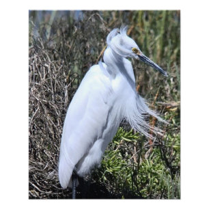 Snowy Egret Photo Print