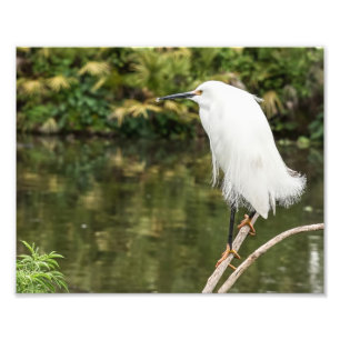 Snowy Egret Photography Print