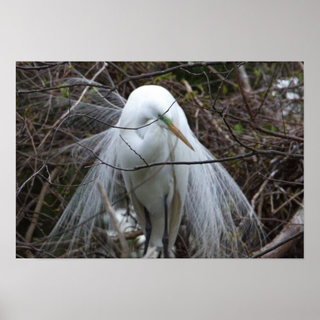 Snowy Egret Poster (Front)
