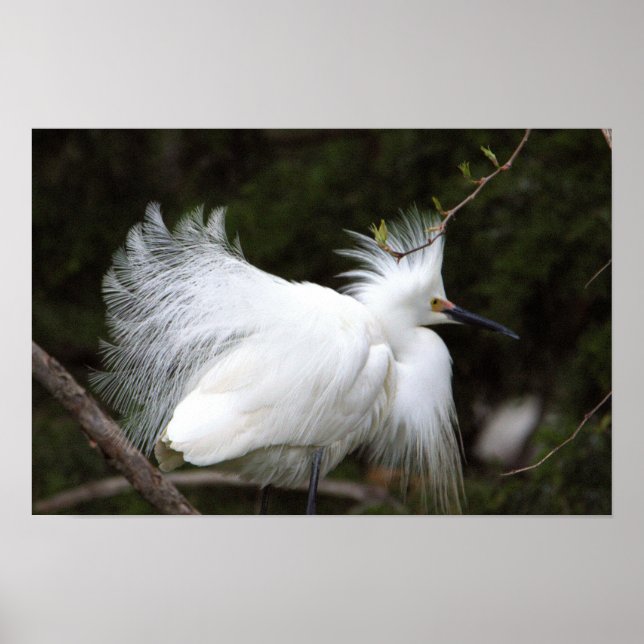 Snowy Egret Poster (Front)