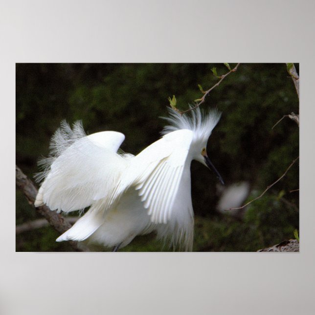 Snowy Egret Poster (Front)