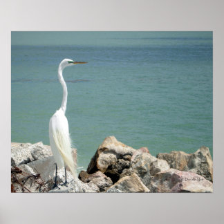Snowy Egret Poster