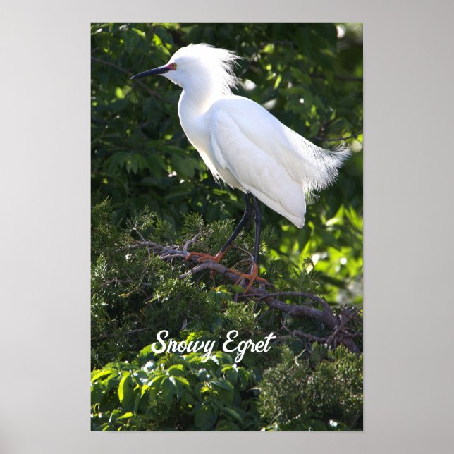 Snowy Egret Poster (Front)