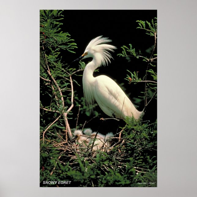 Snowy Egret Poster (Front)