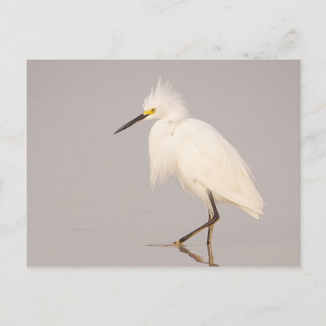 Snowy Egret Walking Postcard (Front)