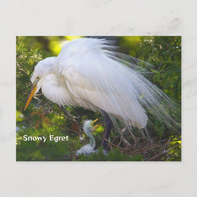 Snowy Egret with Baby Postcard (Front)