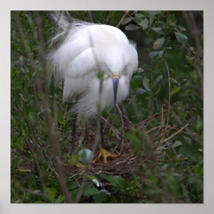 Snowy Egret with Egg Poster