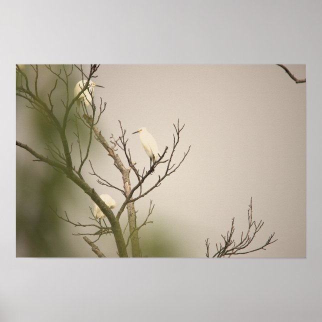 Snowy Egrets on Tree Poster (Front)