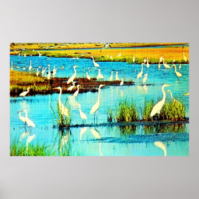 snowy egrets poster (Front)