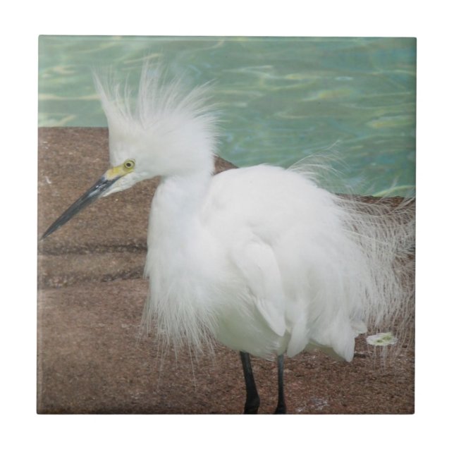 Snowy Egrets Tile (Front)