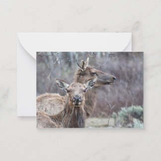 Snowy Elk  Card