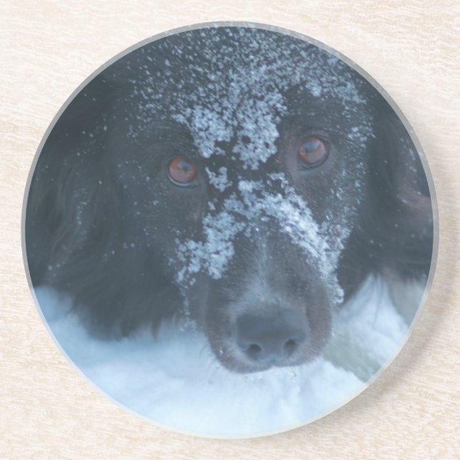 Snowy Faced Border Collie Dog Drink Coaster (Front)