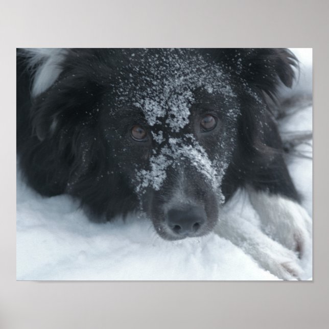 Snowy Faced Border Collie Dog Poster (Front)