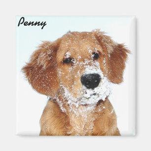 Snowy faced Penny Magnet