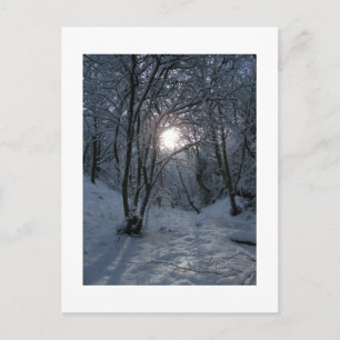 Snowy Forest Trail Postcard
