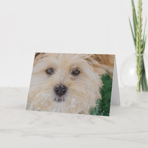 Snowy Havanese Puppy Card