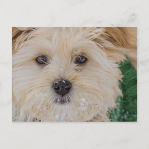 Snowy Havanese Puppy Postcard