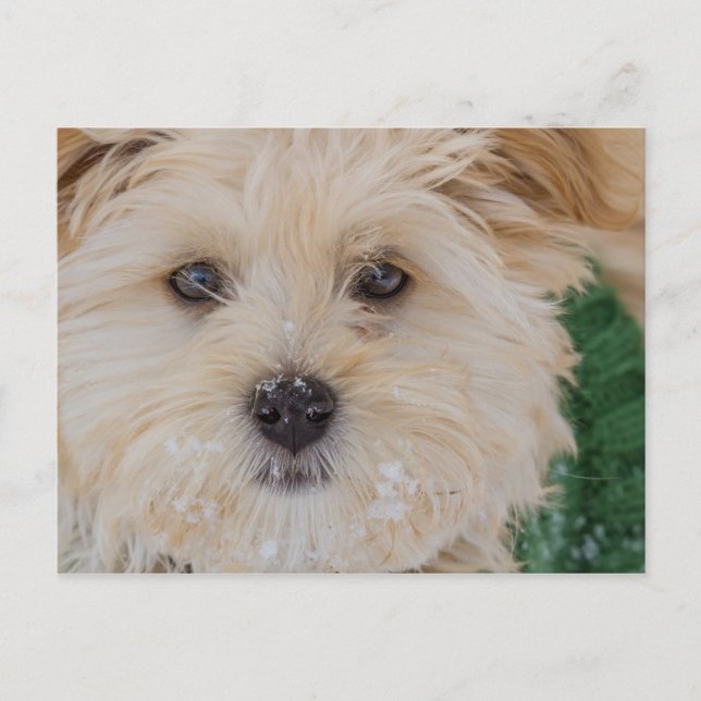 Snowy Havanese Puppy Postcard (Front)