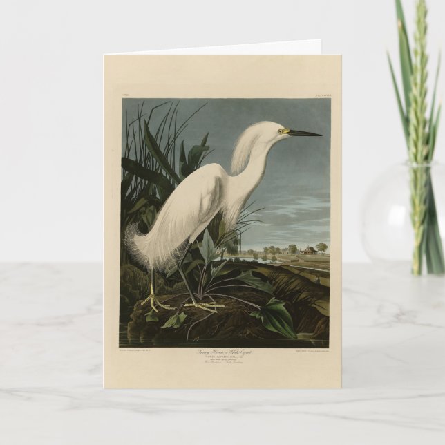 Snowy Heron (Egret) - Audubon's Birds of America Card (Front)