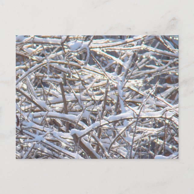 Snowy Ice Branches in Winter Postcard (Front)