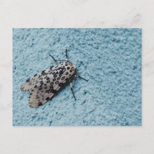 Snowy Leopard Moth Photo Postcard