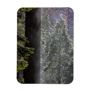 Snowy Mist in the Forest Magnet