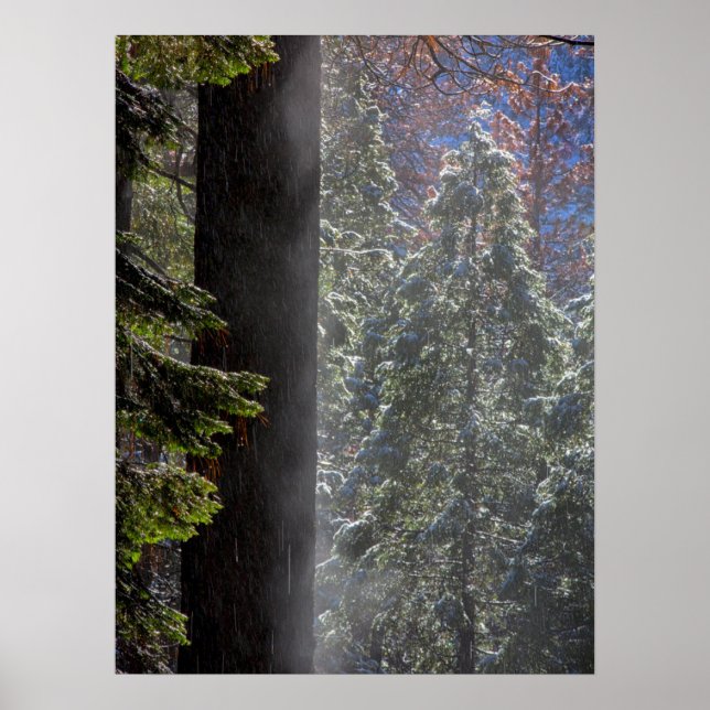 Snowy Mist in the Forest Poster (Front)