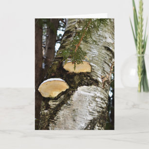Snowy Mushrooms on Birch Tree  Card