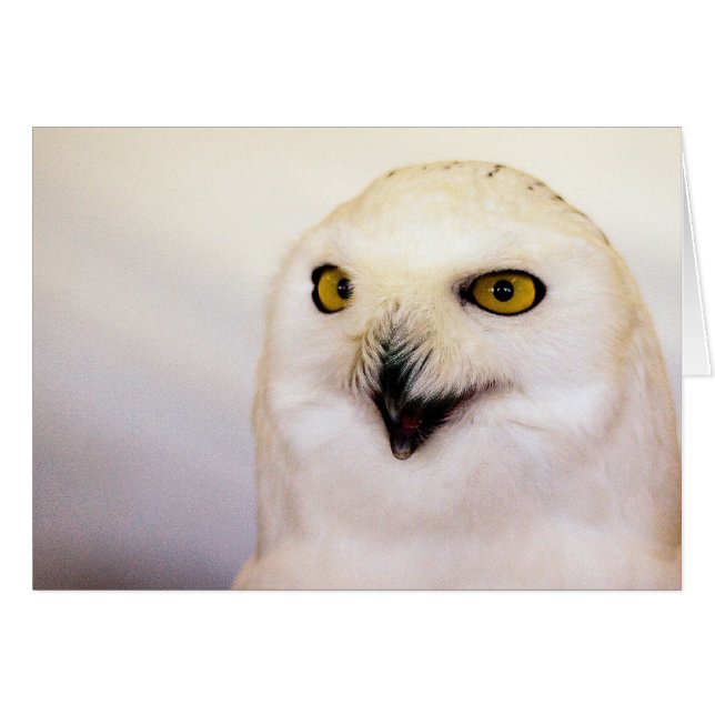 snowy owl (Front Horizontal)