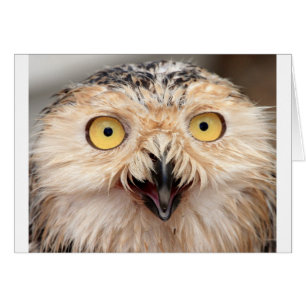 Snowy Owl