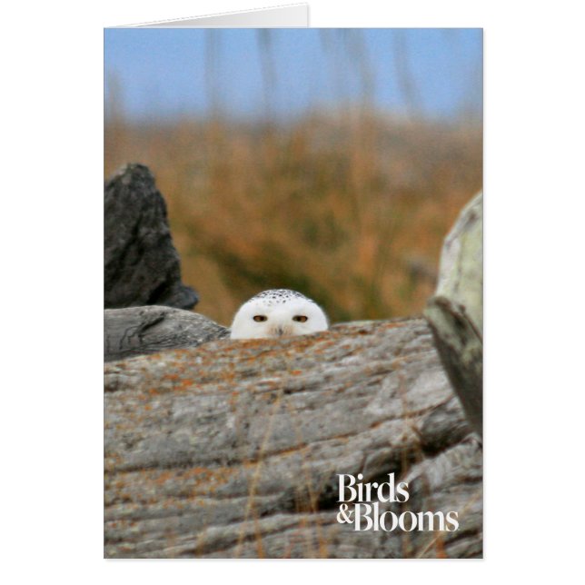 Snowy Owl (Front)