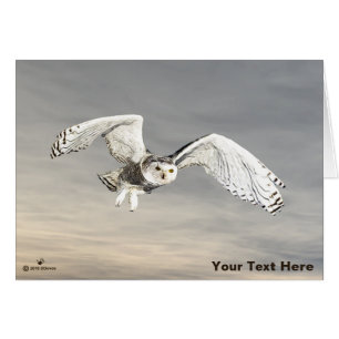 Snowy Owl