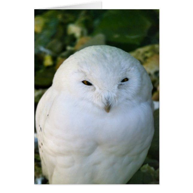 Snowy Owl (Front)