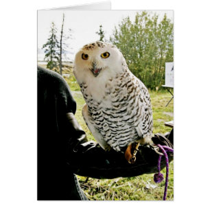 Snowy Owl