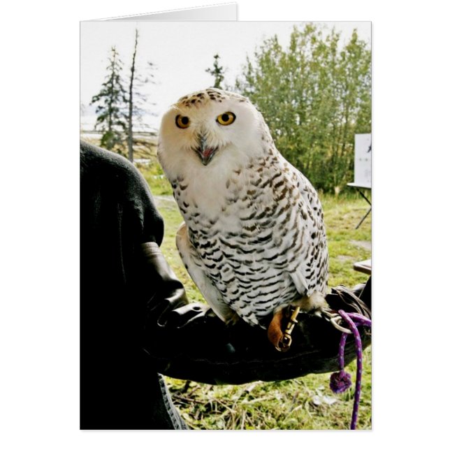 Snowy Owl (Front)
