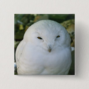 Snowy Owl 15 Cm Square Badge