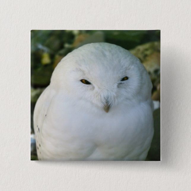 Snowy Owl 15 Cm Square Badge (Front)