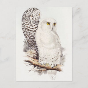 snowy Owl (1832–1837)  Postcard