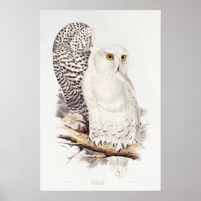 snowy Owl (1832–1837)  Poster (Front)