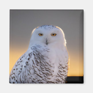 Snowy Owl 2" Magnet