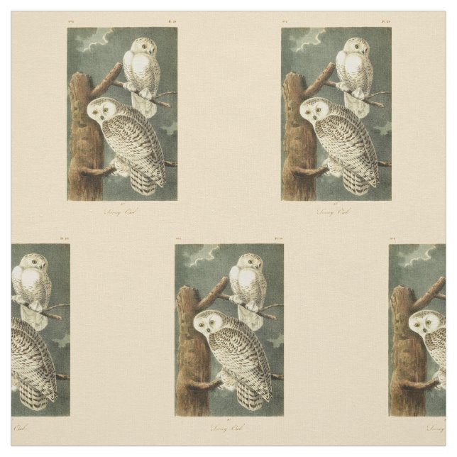 Snowy Owl Audubon Bird Artwork Fabric (Swatch)