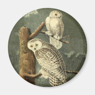 Snowy Owl Audubon Bird Artwork Magnet