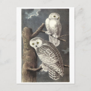 Snowy Owl by Audubon Postcard