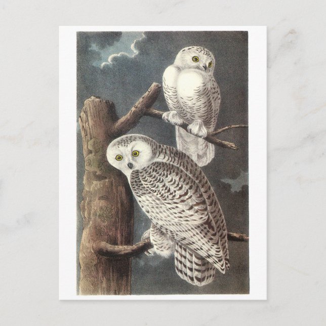 Snowy Owl by Audubon Postcard (Front)